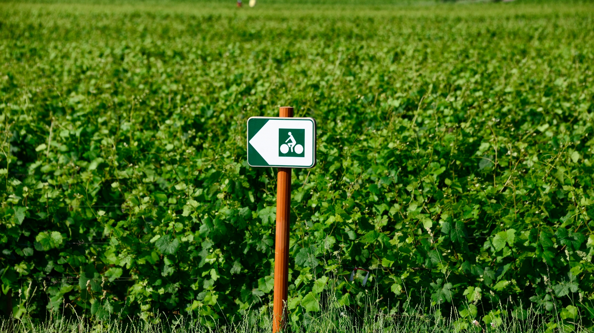 Located along the Greenway between Beaune and Chalon, the Paquier Fané Campground, certified as a bicycle-friendly campground, is the ideal stopover for cycle tourists.