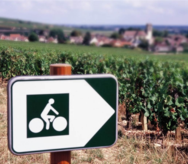 Signpost for marked bike routes through the vineyards