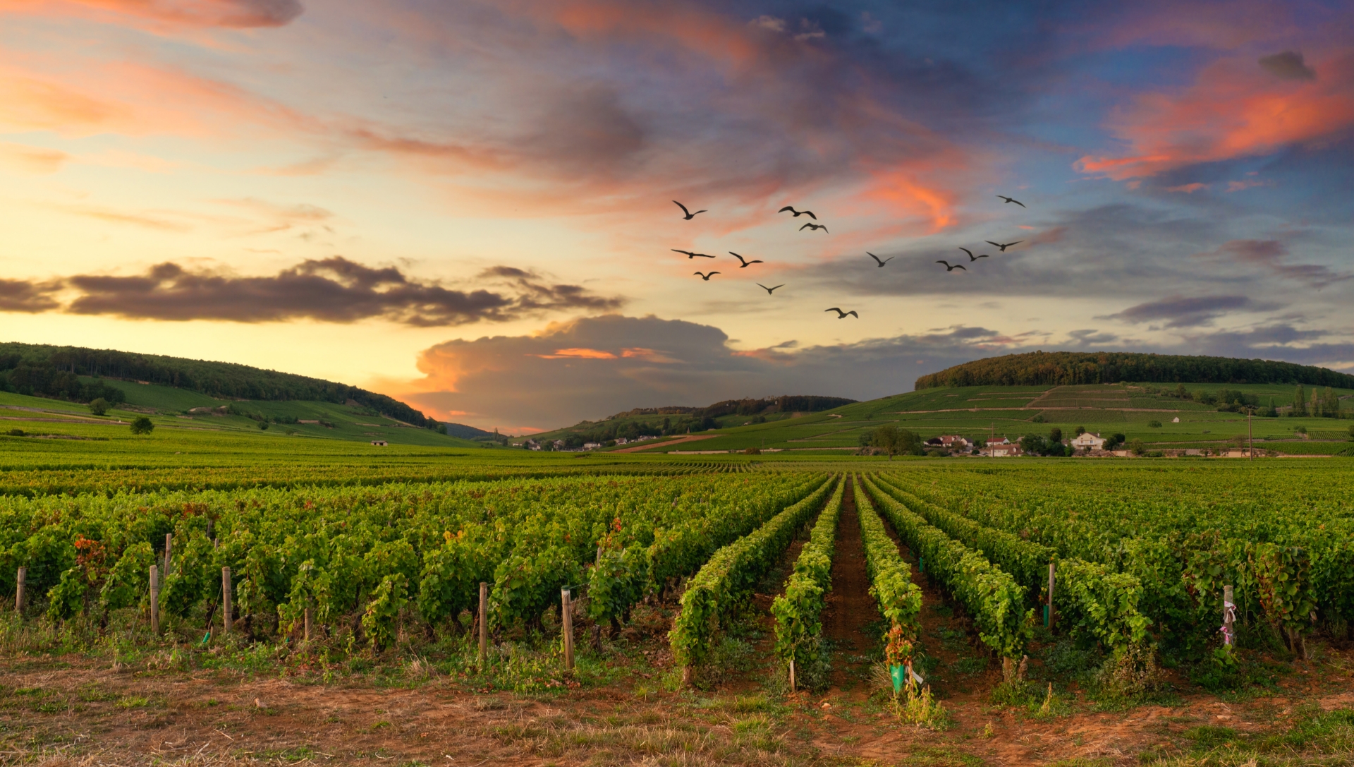 Le Paquier Fané campground is located in the heart of the great vineyards of Bourgogne-Franche-Comté.