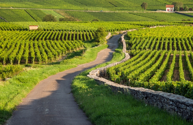 Visit the wine route during your stay at the Paquier Fané campground in Chagny, Burgundy.